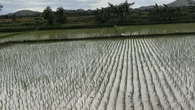 Land for sale in Lomangog, Bohol