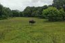 Land for sale in Dalibubon, Isabela