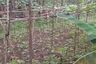 Land for sale in Ciwaruga, West Java