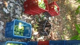 Land for sale in Lomboy, Zambales