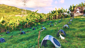 Land for sale in Alfaco, Cebu