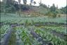 Tanah dijual dengan  di Lembang, Jawa Barat