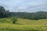 Land for sale in Pupuan Sawah, Bali