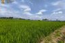 Land for sale in Purwodadi, East Java