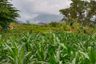 Land for sale in Prigen, East Java