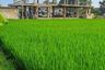 Land for rent in Cemagi, Bali