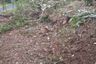 Land for sale in Wonotunggal, Central Java
