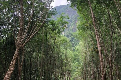 ขายที่ดิน ใน เขาทอง, เมืองกระบี่