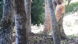 Land for sale in Malipoon, Leyte