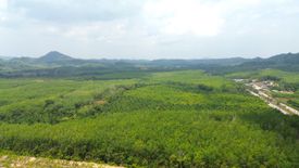 Land for sale in Tha Yu, Phang Nga