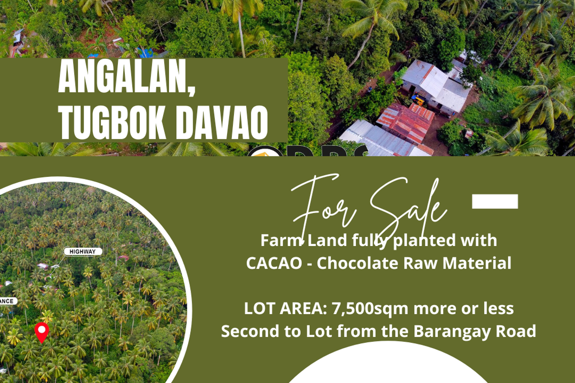 fullyplanted cacao farm Lot for sale davao city Angalan Tugbok