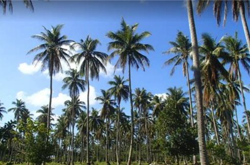 Land for sale in Cantorna, Masbate