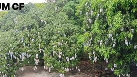 Land for sale in Tapilon, Cebu